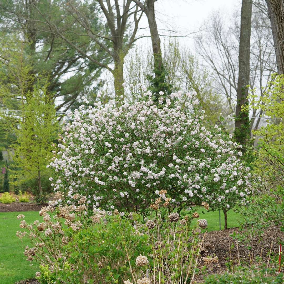 A floriferous specimen of Spice Girl Koreanspice viburnum in full bloom in spring